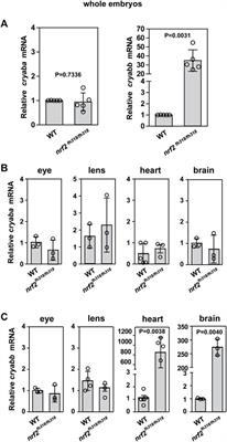 Interplay between Nrf2 and αB-crystallin in the lens and heart of zebrafish under proteostatic stress